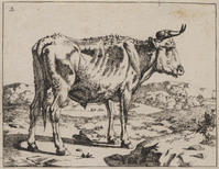 TvB G 0473
<br/>
Staande stier (met de kop naar rechts)
<br/>
<em>Bije, Marcus de (1639-ca. 1690)</em>